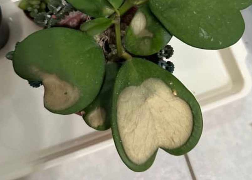 白粉病處理 白粉病處理