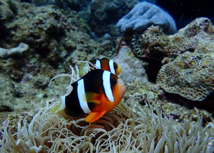 水族館療癒 水族館療癒