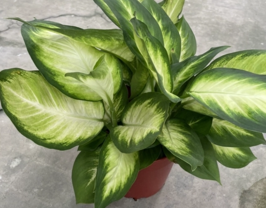 瑪莉安黛粉葉有毒 瑪莉安黛粉葉有毒