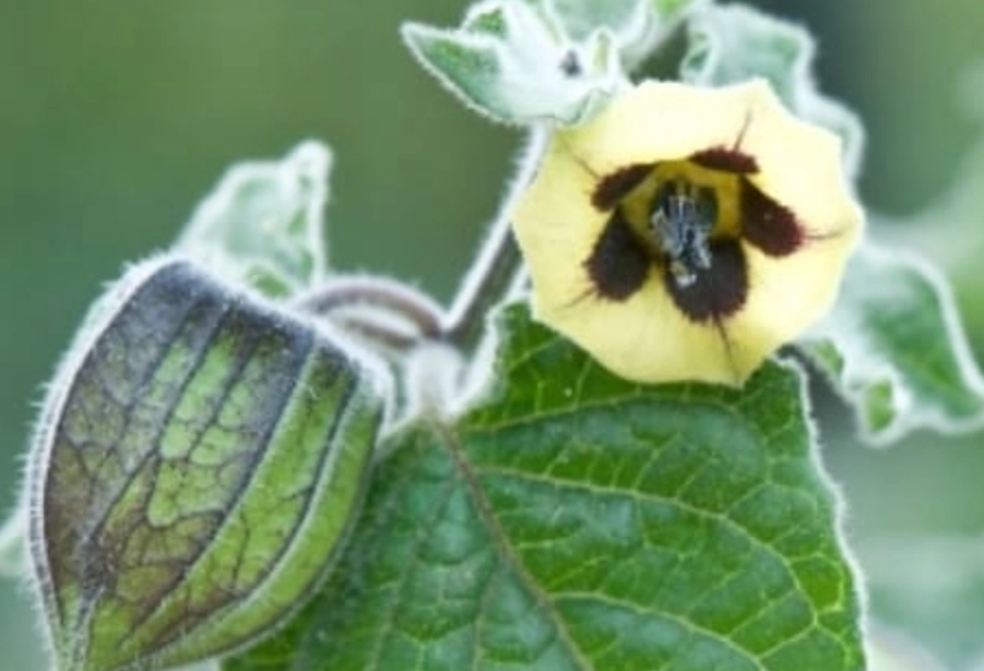 燈籠果種植 燈籠果種植