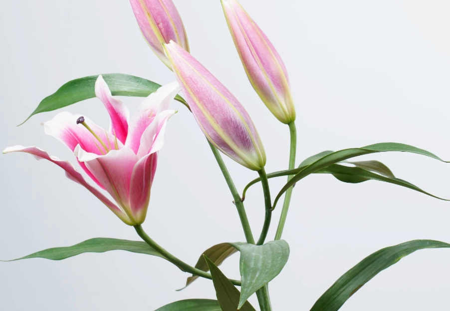 百合花 貓 中毒