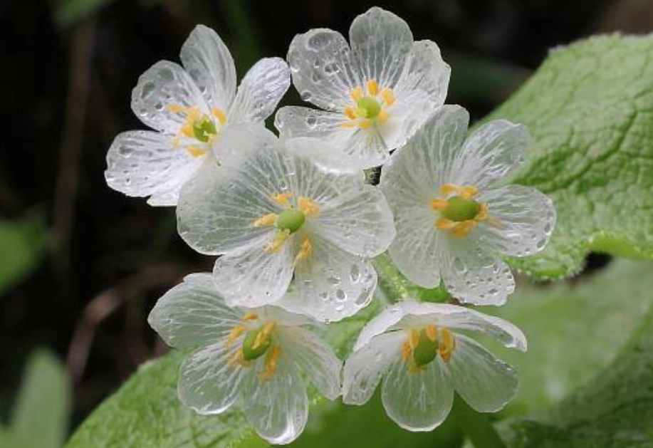 葉子變透明植物