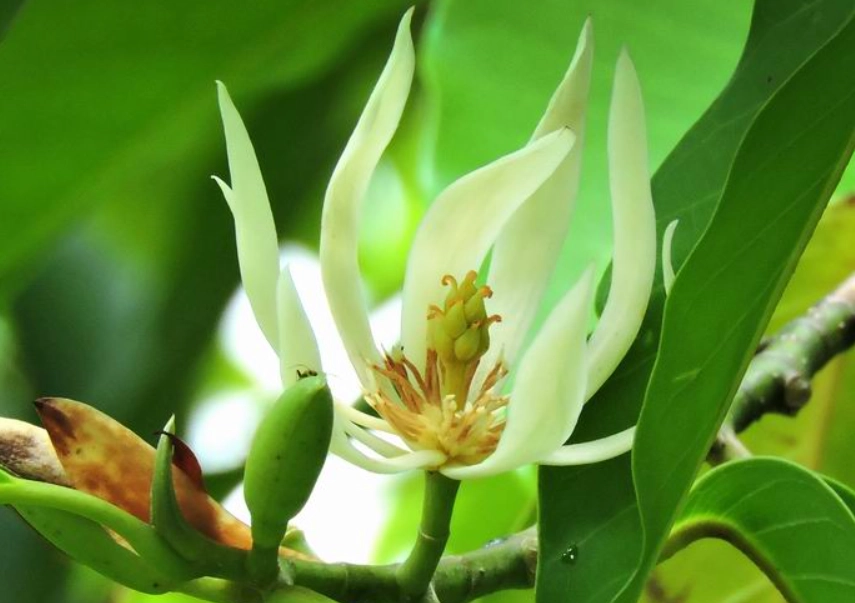 玉蘭花開花季節