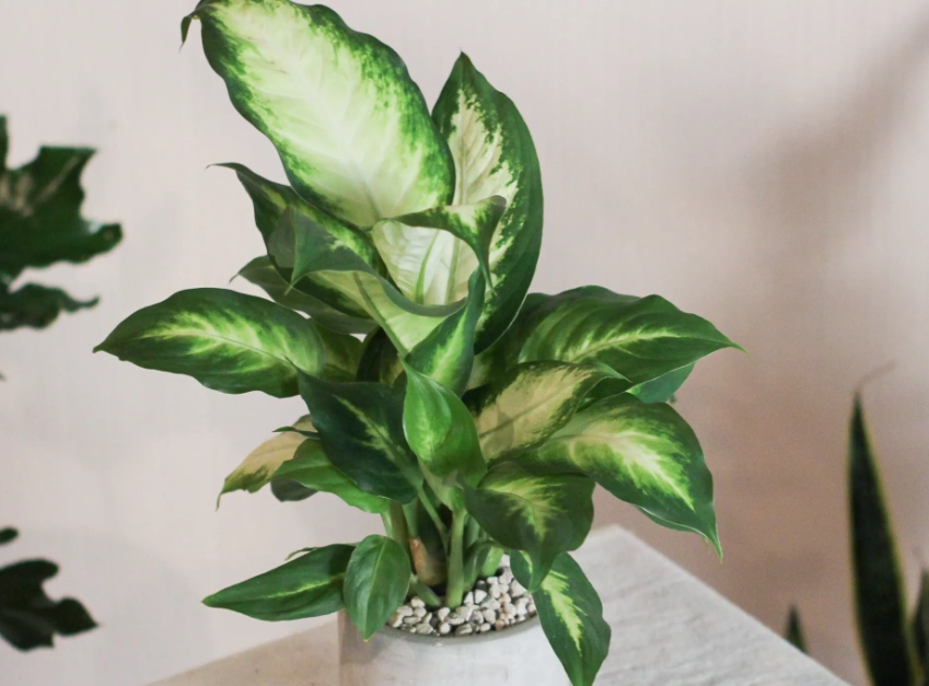 瑪莉安黛粉葉照顧 瑪莉安黛粉葉照顧