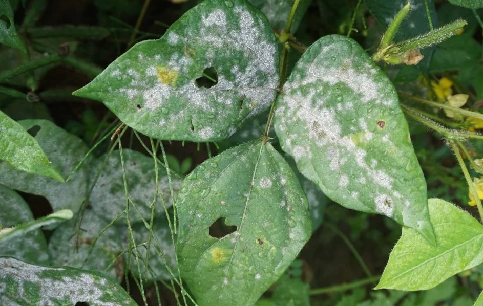 白粉病防治 白粉病防治