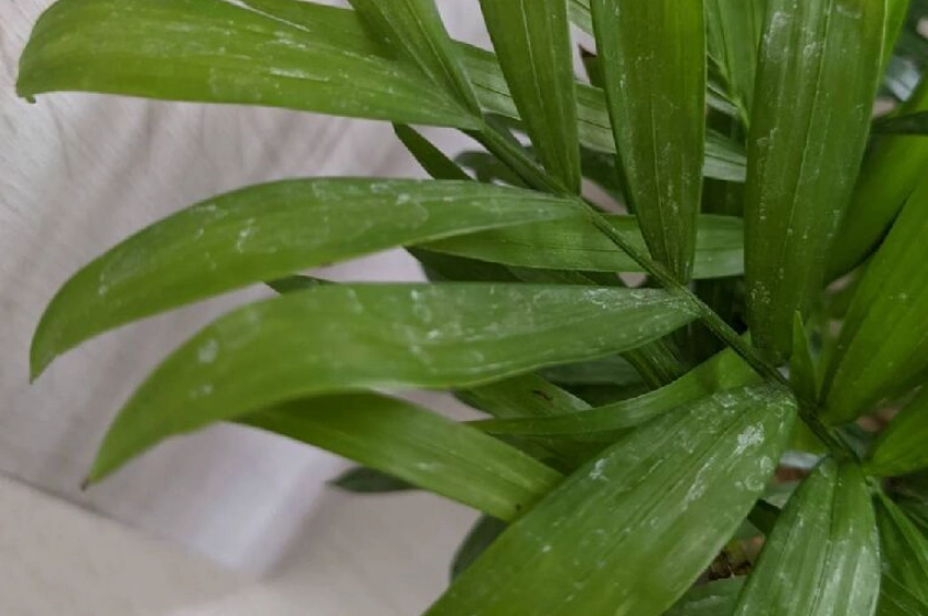 袖珍椰子 葉子發白