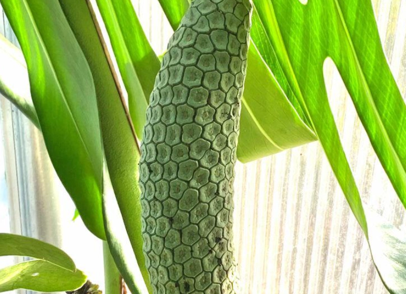 龜背芋果實 可以吃嗎