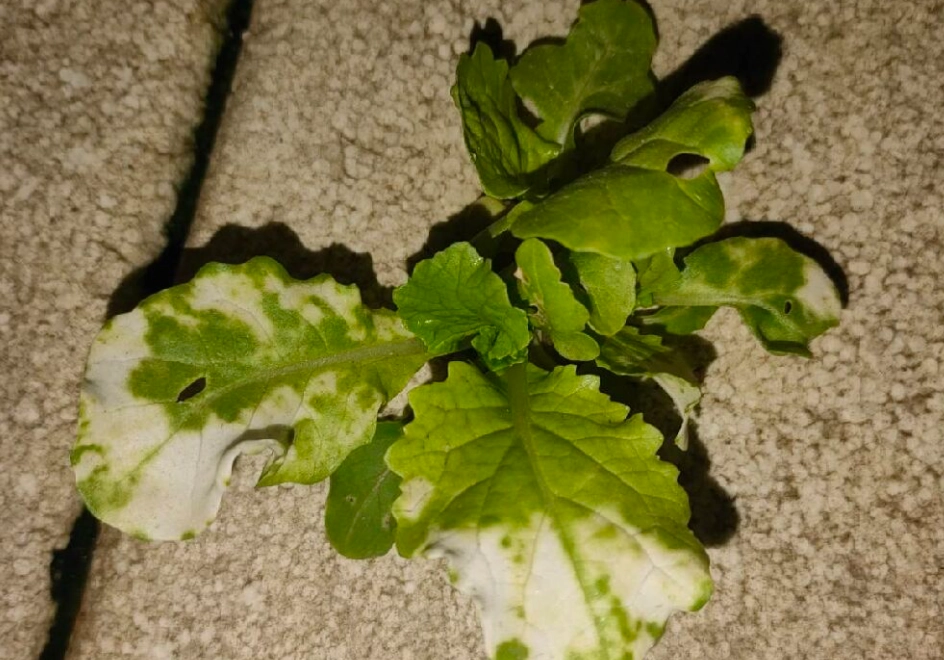 白粉病處理 白粉病處理