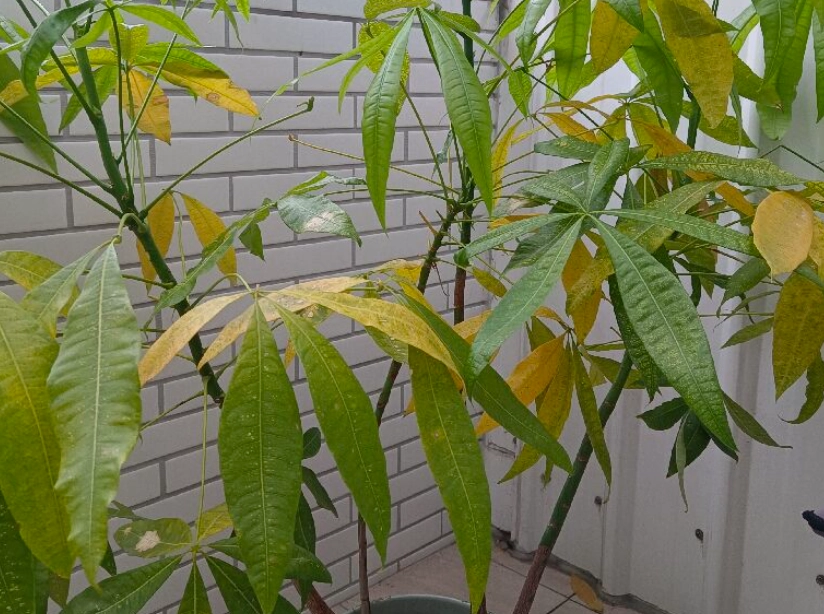 發財樹黃葉原因