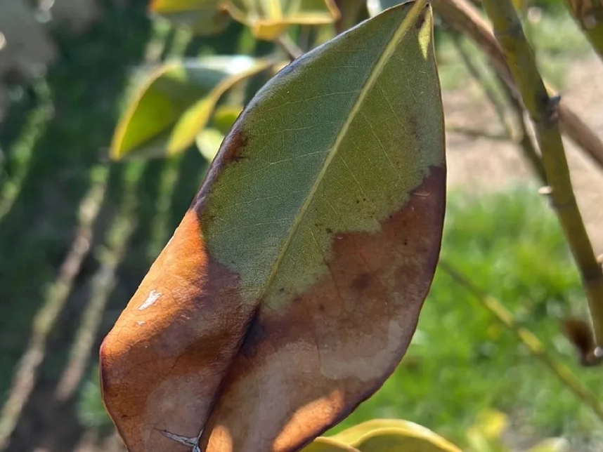 玉蘭花 枯葉 原因