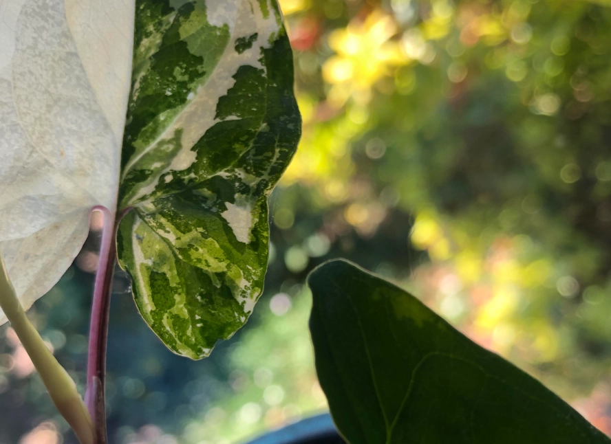 葉子變透明植物