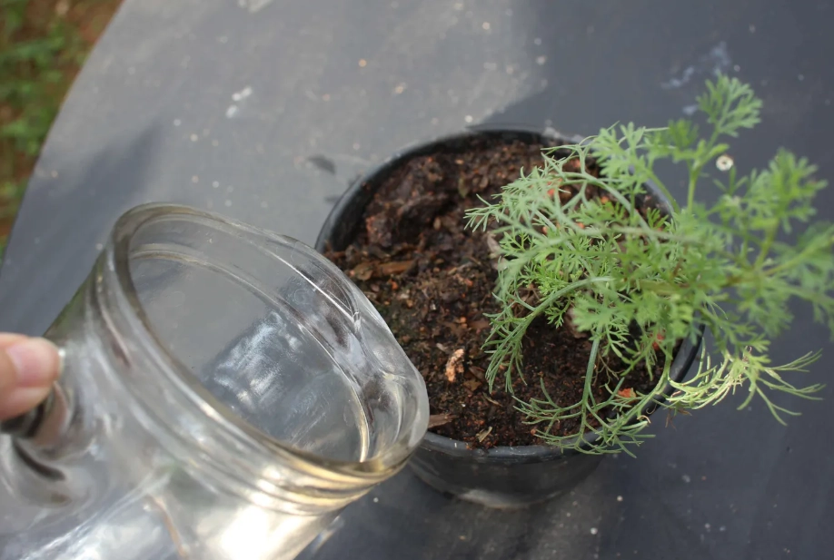 艾草 葉子 發黃