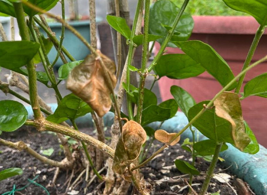 茉莉花葉子變黃