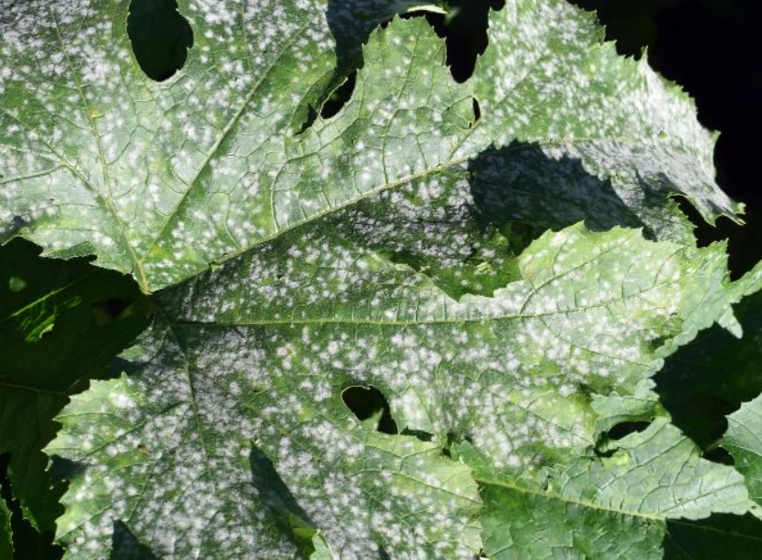 植物病害 植物病害