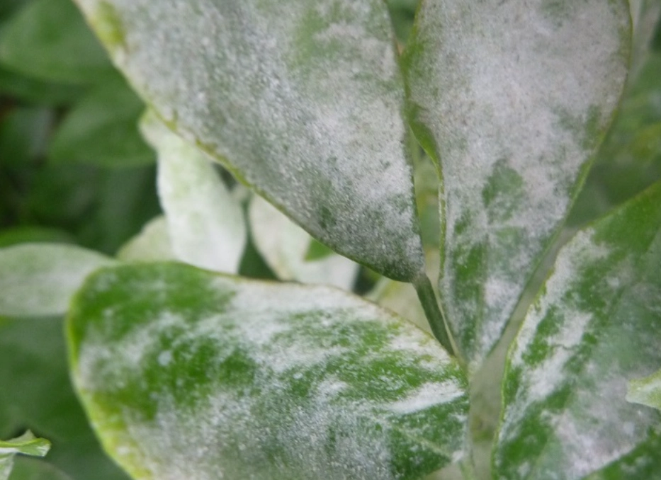 葉子變白原因 葉子變白原因