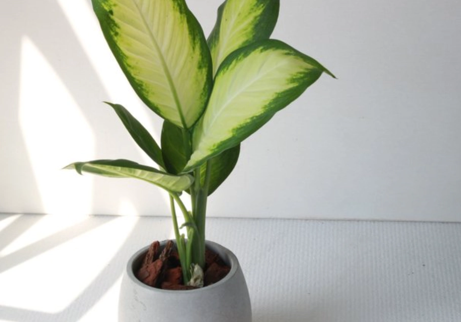 瑪莉安黛粉葉照顧 瑪莉安黛粉葉照顧