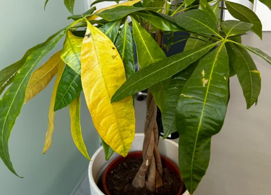 發財樹葉子變黃
