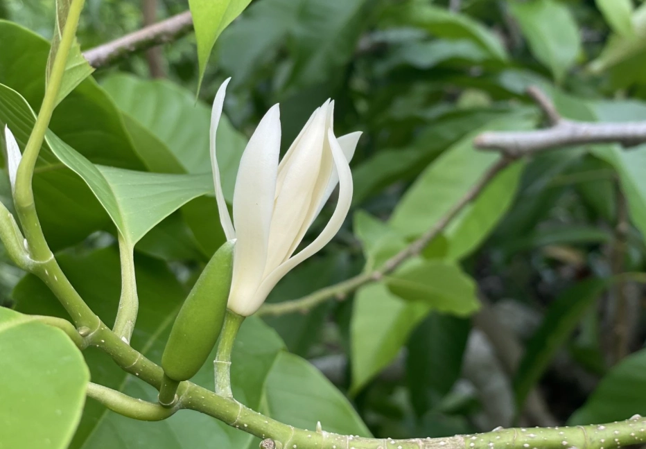 玉蘭花不開花原因
