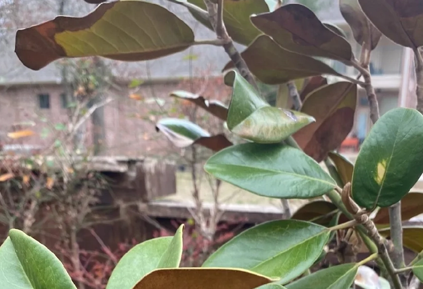 玉蘭花 葉子枯黃