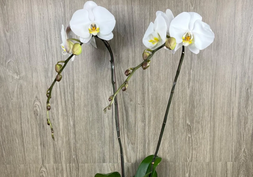 蘭花白病蟲害防治 蘭花白病蟲害防治