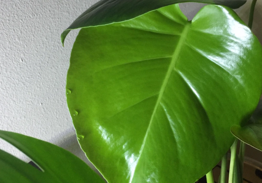 龜背芋 葉尖 滴水