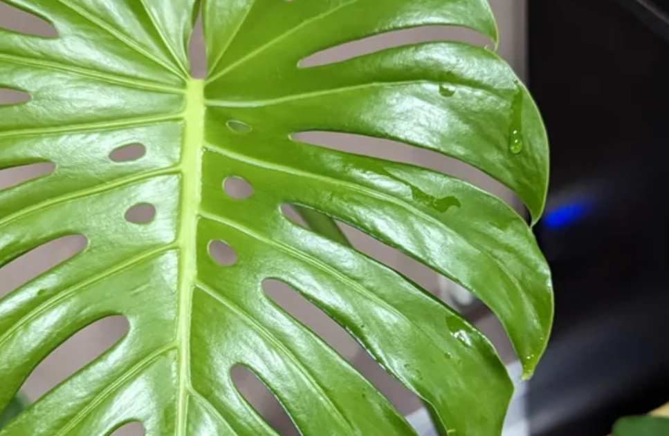 龜背芋 葉尖 滴水