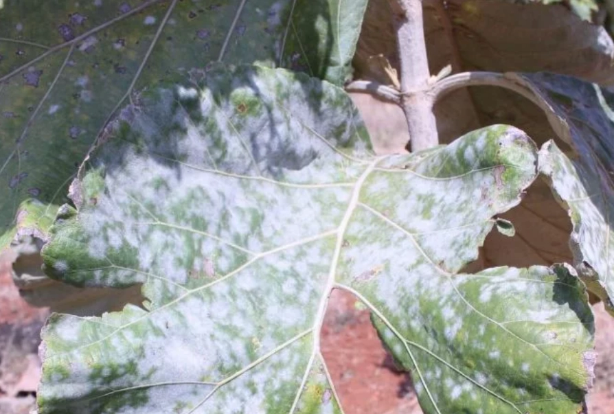 植物病害 植物病害