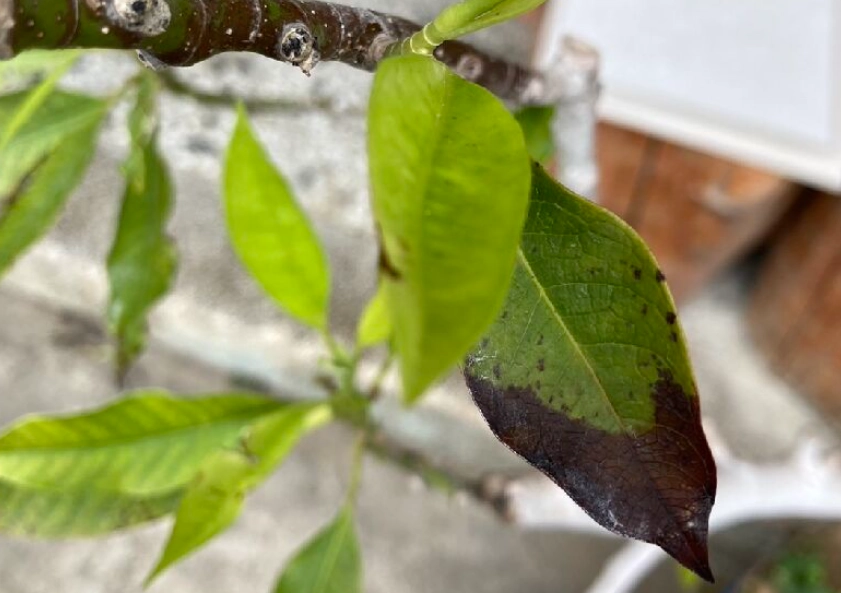 玉蘭花 枯葉 原因