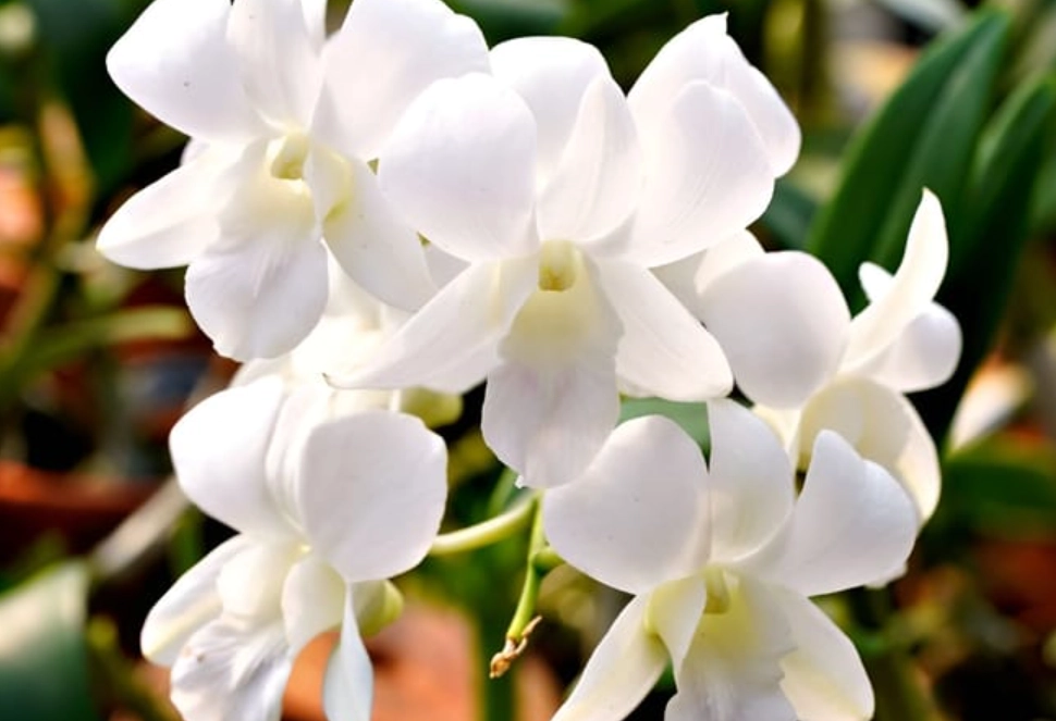 蘭花白品種 蘭花白品種
