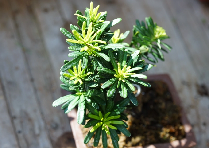 羅漢松新芽修剪