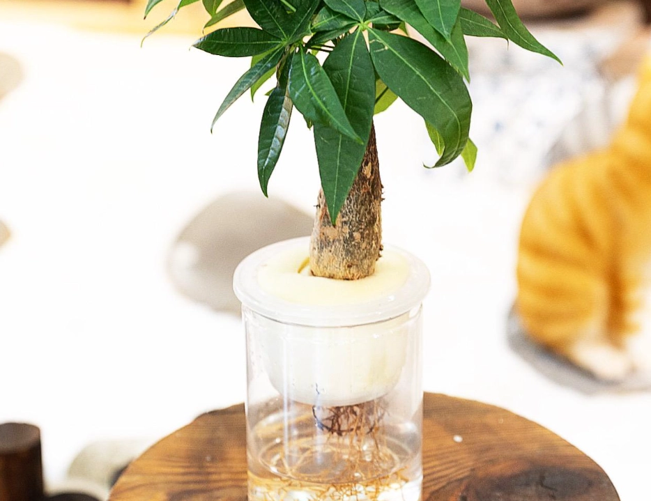 發財樹生根方法