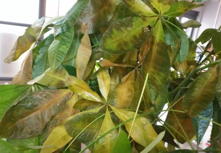 發財樹澆水方法