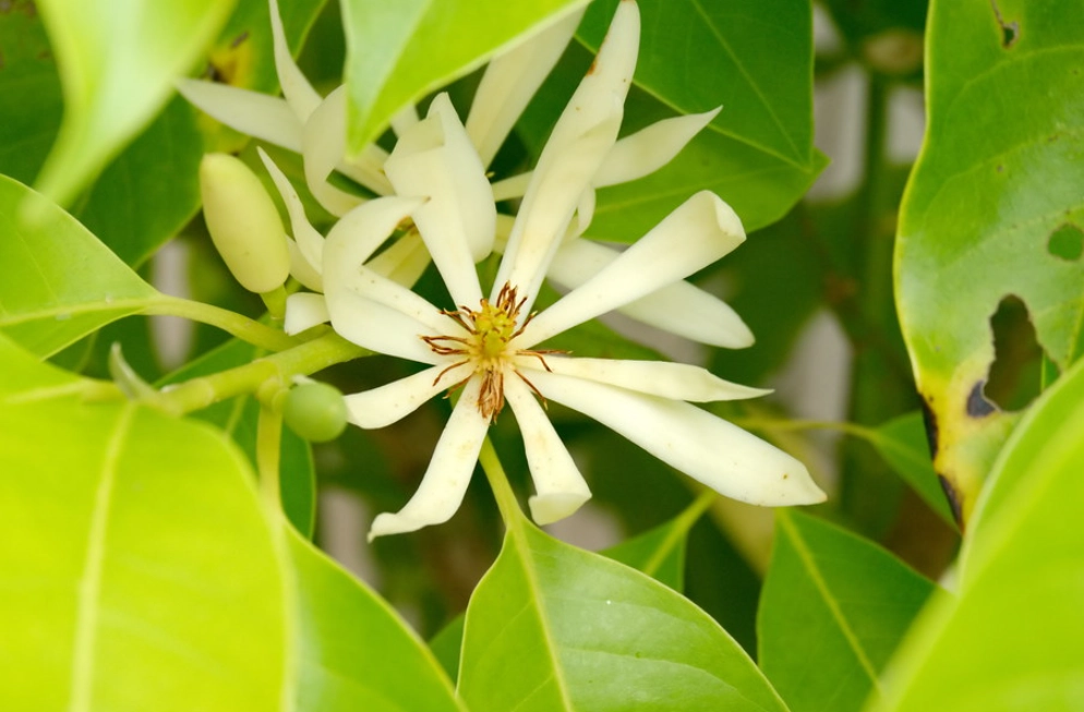 玉蘭花開花季節