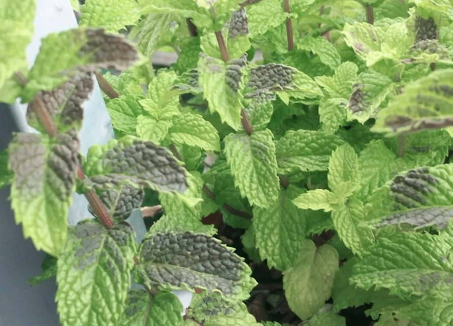 薄荷葉子發黑