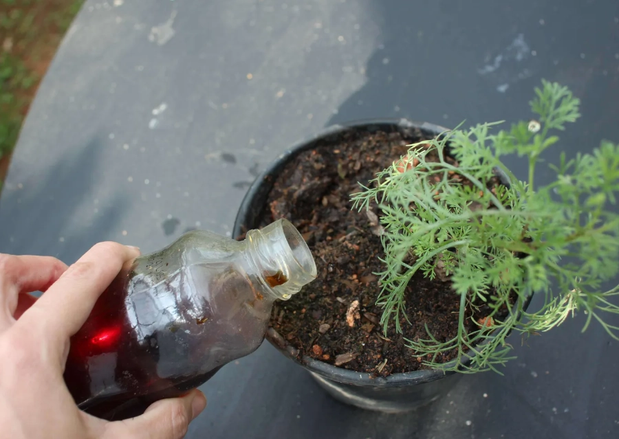 艾草 澆水 方法