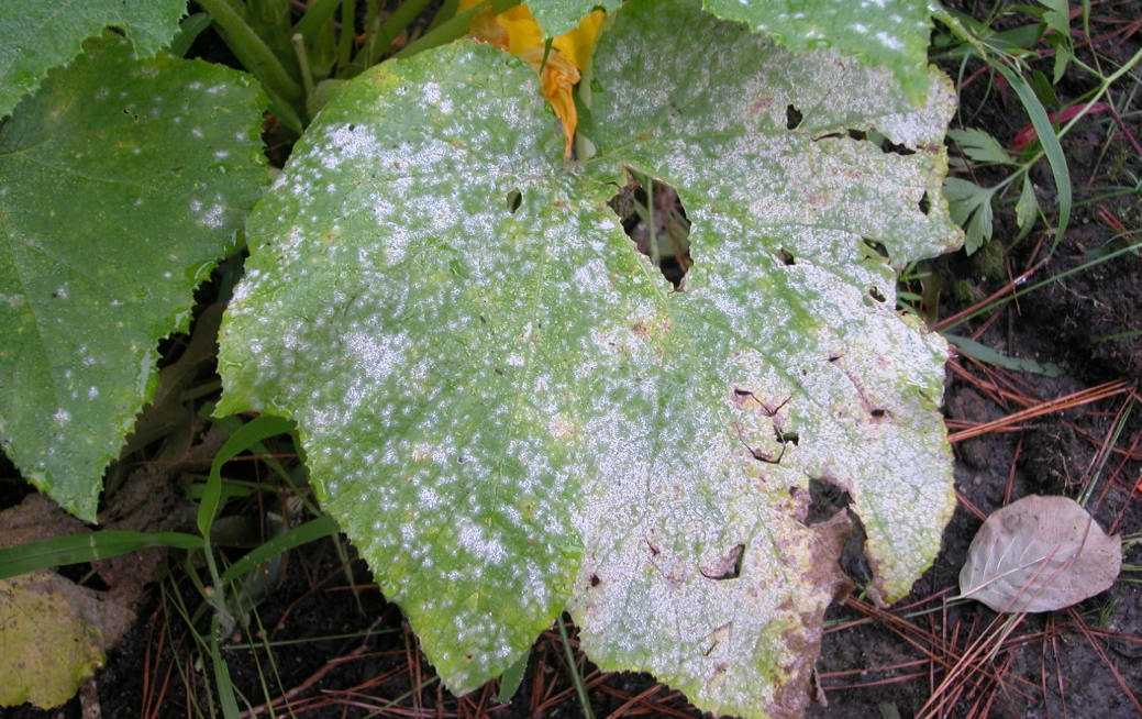 白粉病防治 白粉病防治