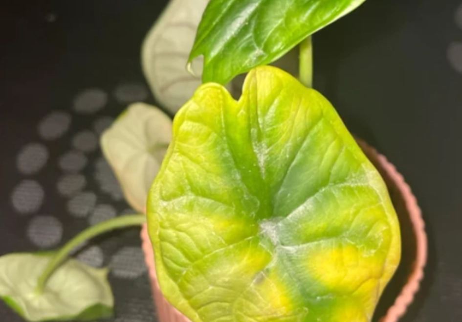 多肉植物觀音蓮照顧