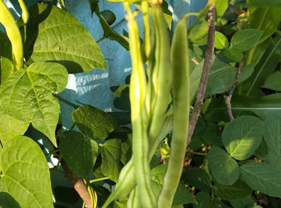 四季豆種植時間