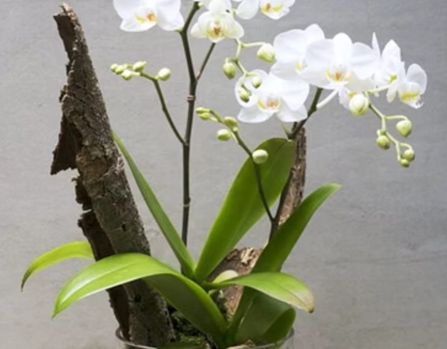 蘭花白養護 蘭花白養護