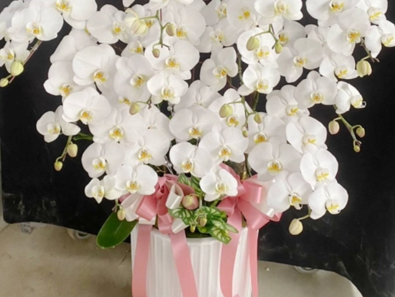 蘭花白病蟲害防治 蘭花白病蟲害防治