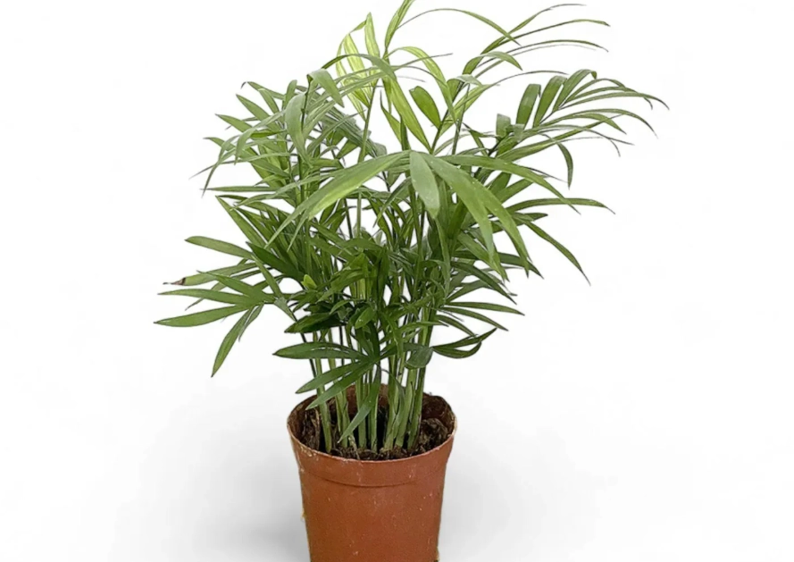 袖珍椰子 生長速度