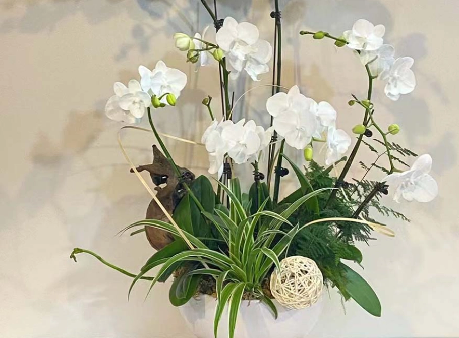 蘭花白養護 蘭花白養護