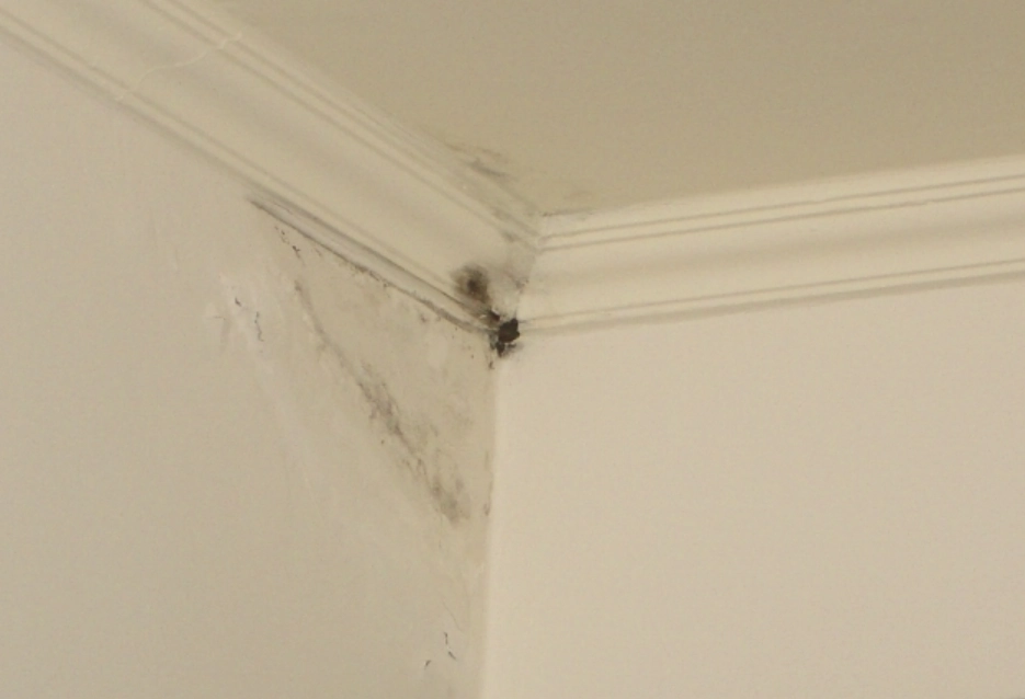 牆壁潮濕 牆壁潮濕