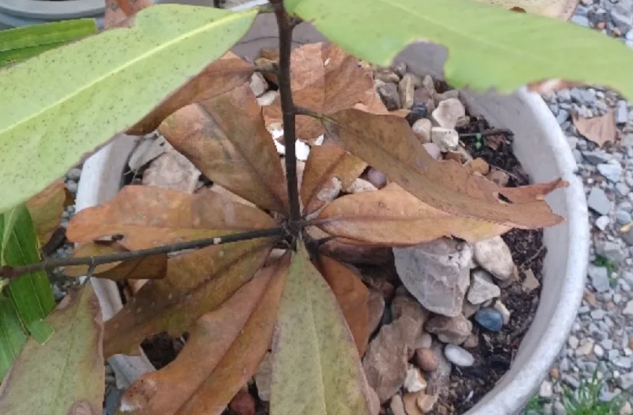 玉蘭花 枯葉 原因