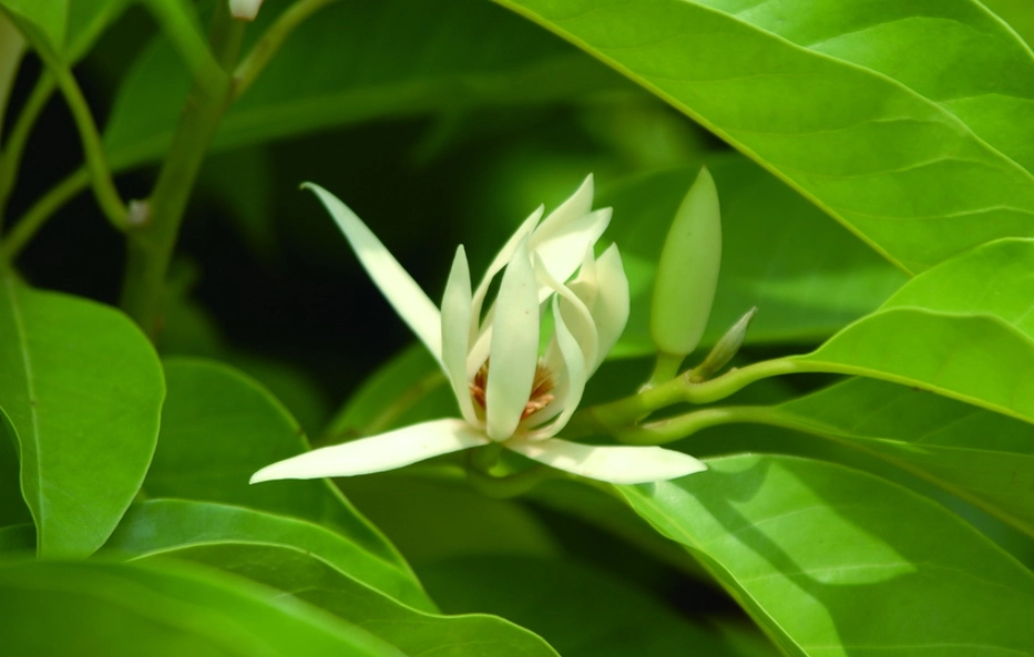 玉蘭花不開花原因