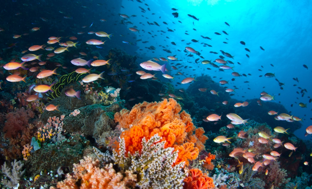 水族館療癒 水族館療癒