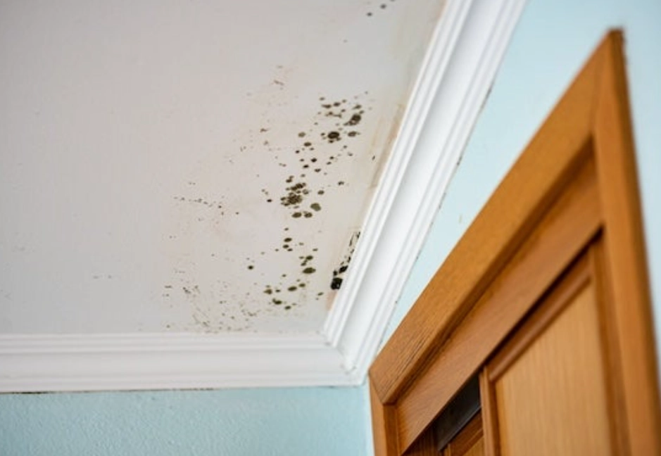 天花板發霉原因 天花板發霉原因