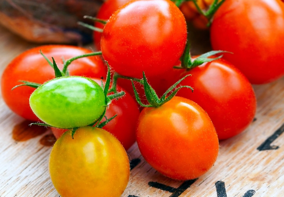 玉女小番茄 玉女小番茄