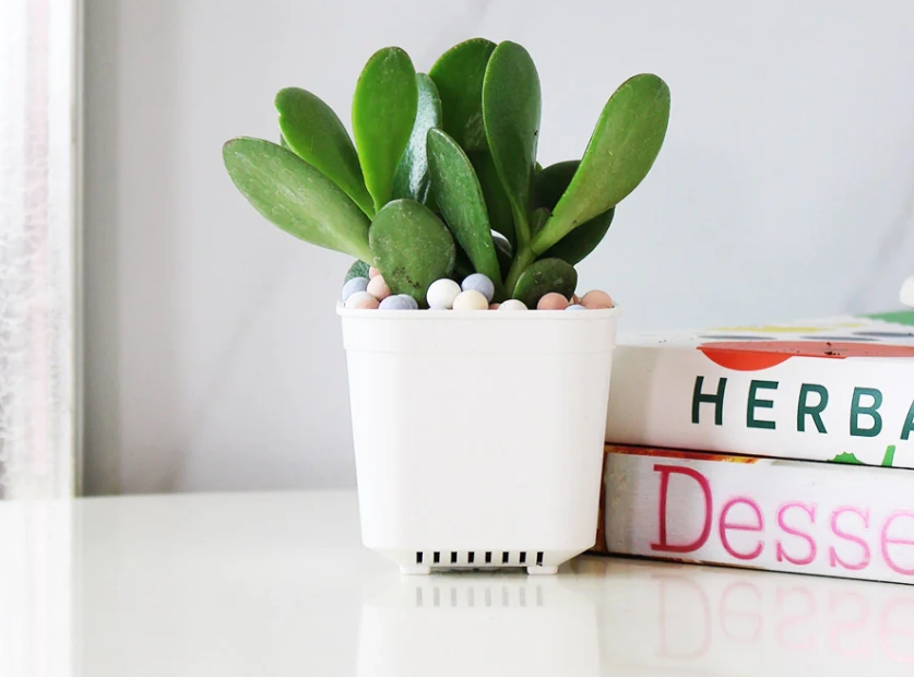 玉樹多肉 常見問題