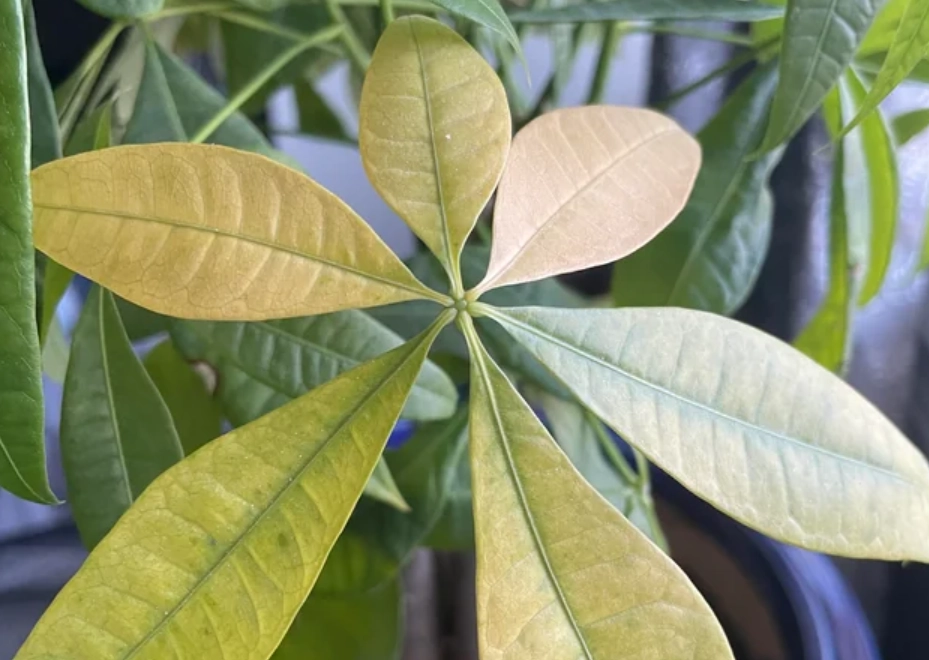 發財樹黃葉原因